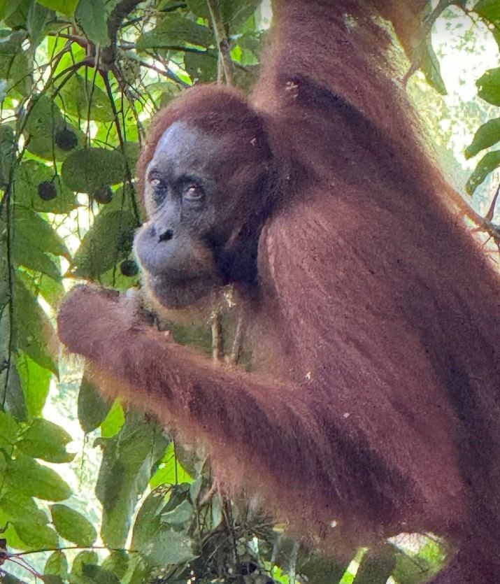 Kinabatangan wildlife